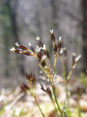 Luzula forsteri