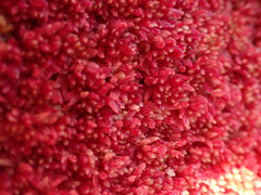 Sphagnum rubellum