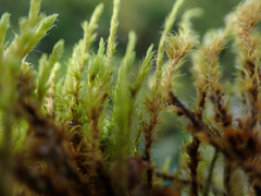 Racomitrium elongatum