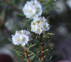 Lachnaea densiflora