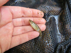 Clinostomus funduloides