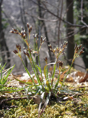 Luzula forsteri