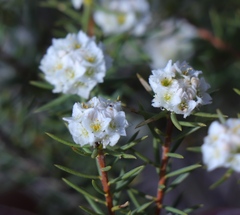 Lachnaea densiflora