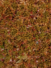 Sphagnum austinii
