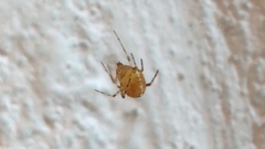 Theridiidae