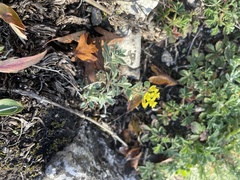 Alyssum montanum