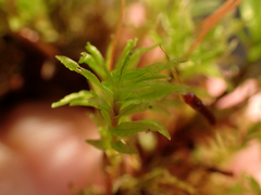Atrichum selwynii
