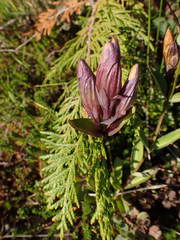 Gentiana sceptrum