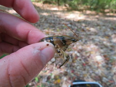 Faxonius yanahlindus