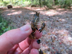 Faxonius yanahlindus