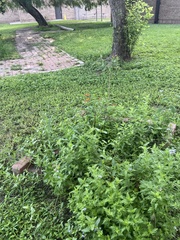 Danaus