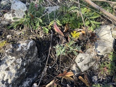 Alyssum montanum