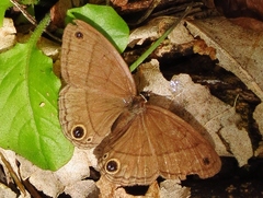 Cissia