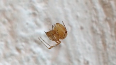 Theridiidae