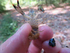 Faxonius yanahlindus