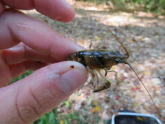 Faxonius yanahlindus