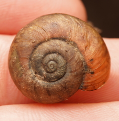 Austrorhytida capillacea