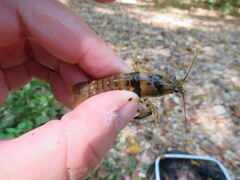 Faxonius yanahlindus