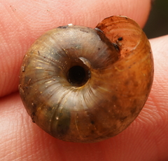 Austrorhytida capillacea