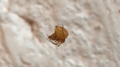 Theridiidae