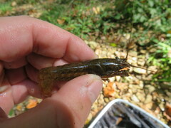 Faxonius alabamensis