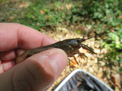 Faxonius alabamensis