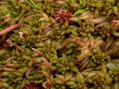 Sphagnum austinii