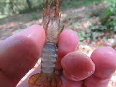 Faxonius alabamensis