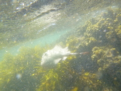 Trygonoptera testacea