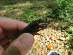 Faxonius alabamensis