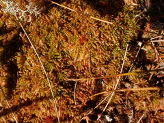 Sphagnum austinii
