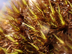 Campylopus atrovirens