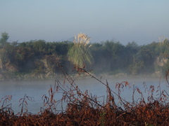 Cortaderia selloana