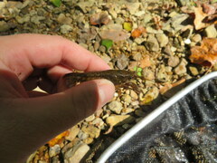 Faxonius alabamensis