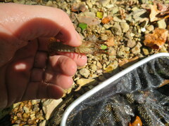 Faxonius alabamensis