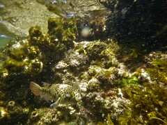 Tetractenos glaber