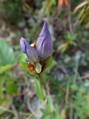 Gentiana sceptrum