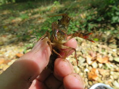 Faxonius alabamensis