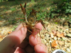 Faxonius alabamensis