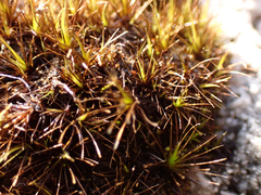 Campylopus atrovirens