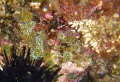 Anthothoe albocincta