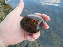 Reginaia ebenus