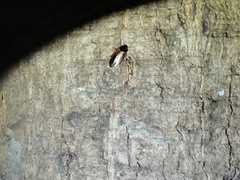 Pycnoscelus surinamensis