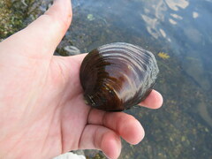 Reginaia ebenus