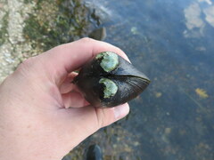 Reginaia ebenus
