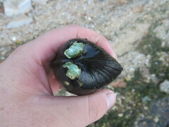 Reginaia ebenus