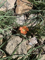 Sphaeralcea coccinea