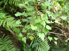 Ampelopsis glandulosa hancei