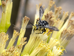 Thyreus histrionicus