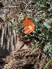 Sphaeralcea coccinea
